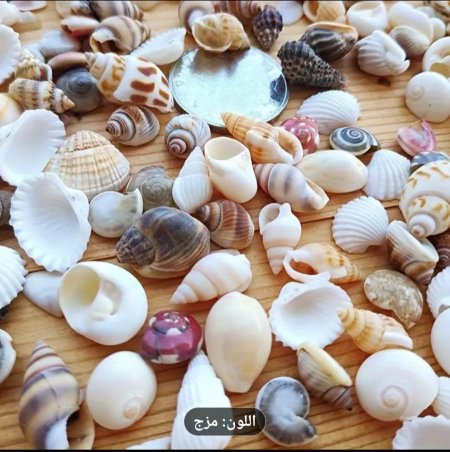 صدف صغير   حوالي 400 حبه وزن تقريبا 85 غرام