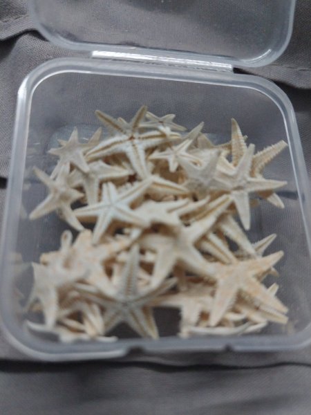 نجمة البحر الخشنه